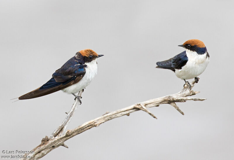 Wire-tailed Swallow