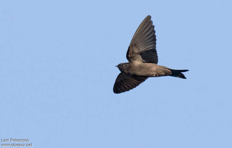 Hirondelle à tête blanchejuvénile, identification