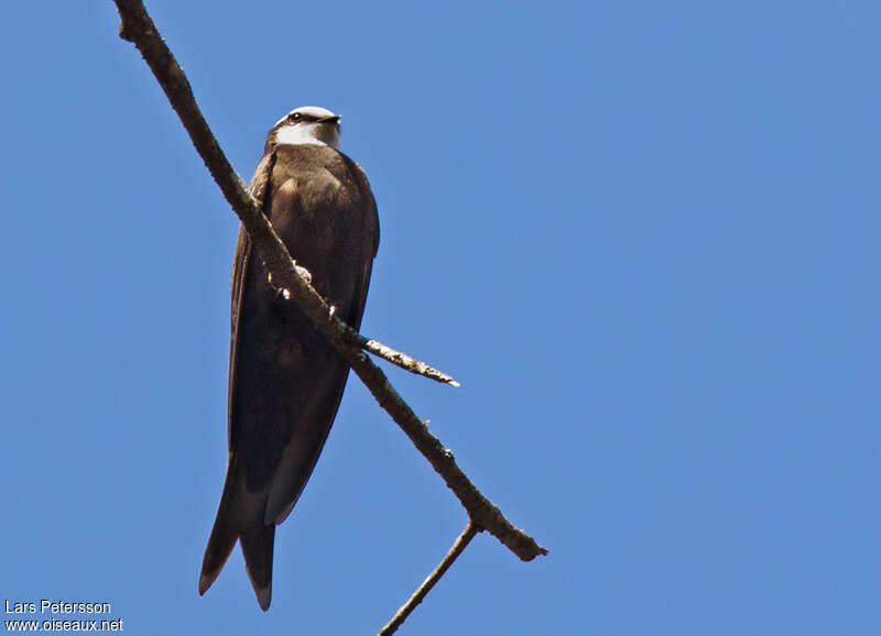 White-headed Saw-wing male adult, close-up portrait