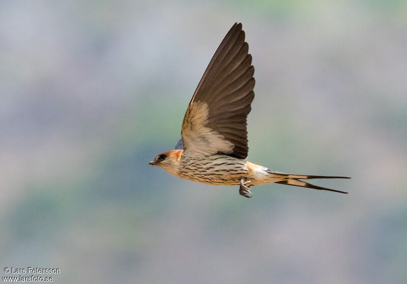 Hirondelle à tête rousse