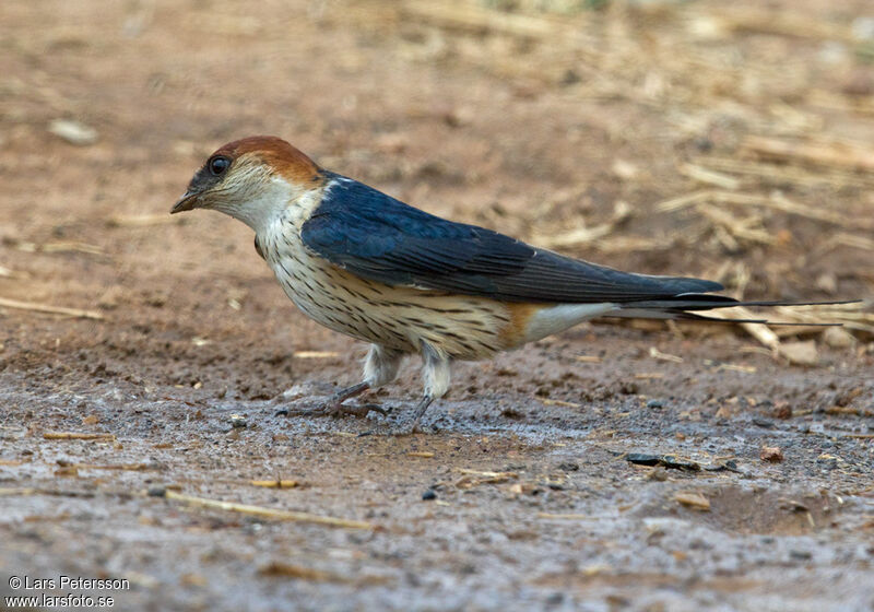 Hirondelle à tête rousse