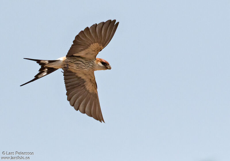 Hirondelle à tête rousse