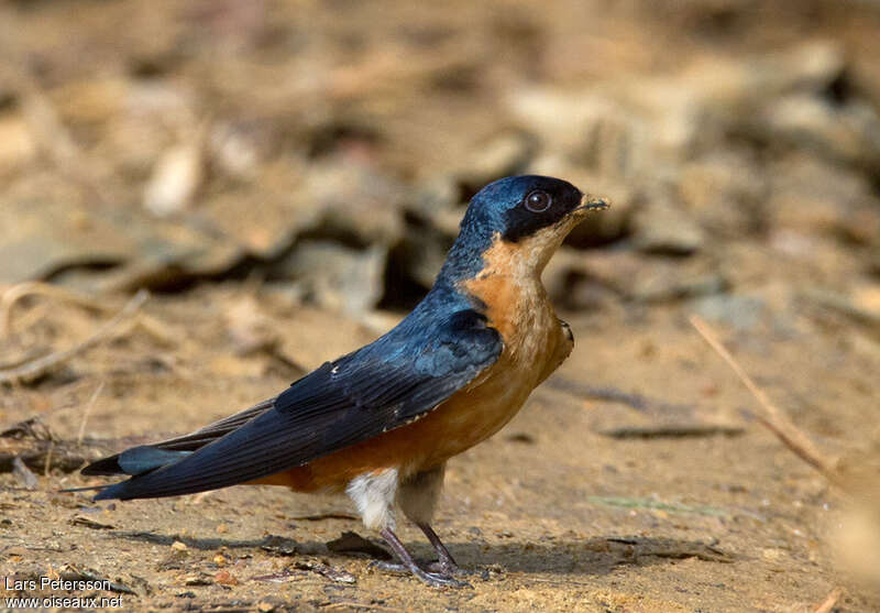 Red-breasted Swallowadult, identification