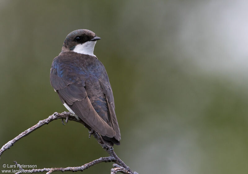 Tree Swallow