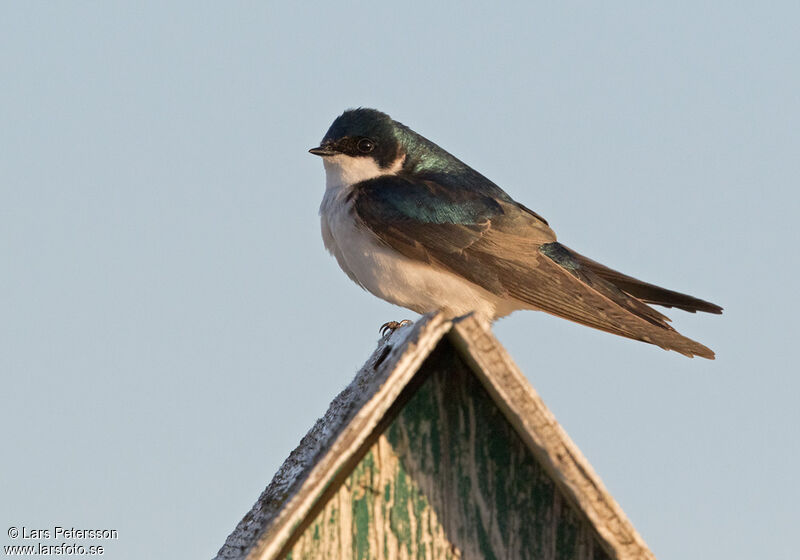 Hirondelle bicolore