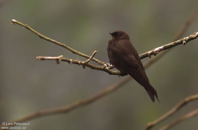 Hirondelle brune