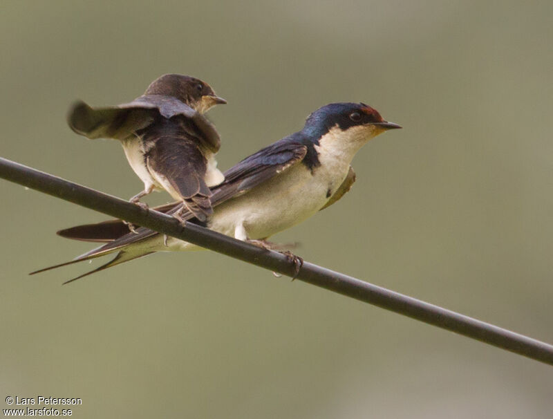 Hirondelle d'Éthiopie