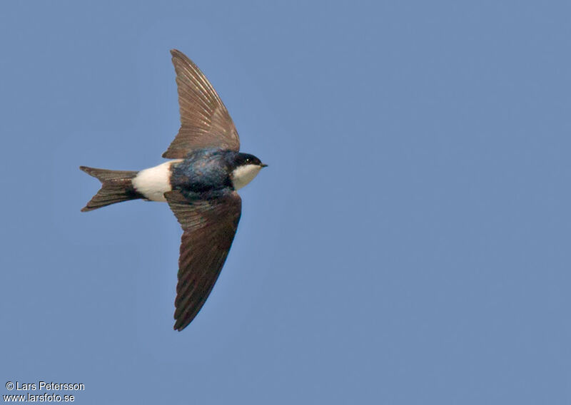 Western House Martin