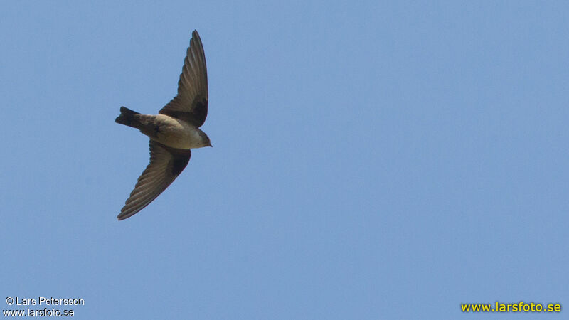 Eurasian Crag Martin