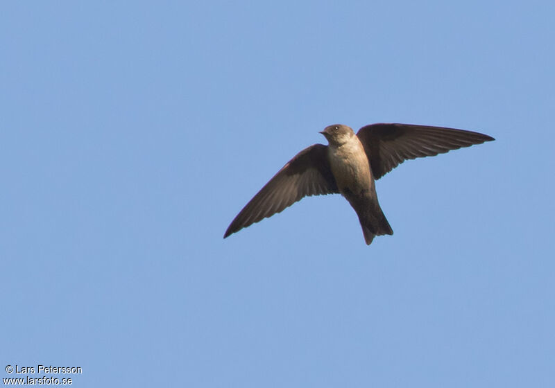 Hirondelle de rochers