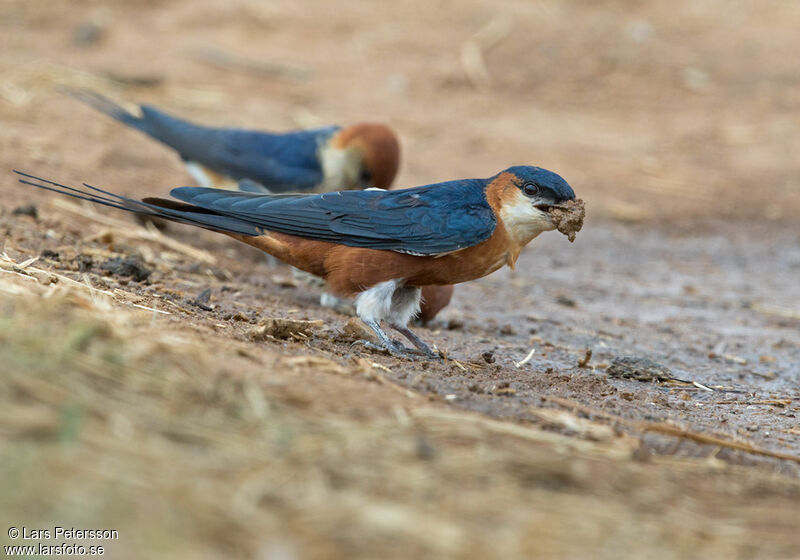 Mosque Swallow