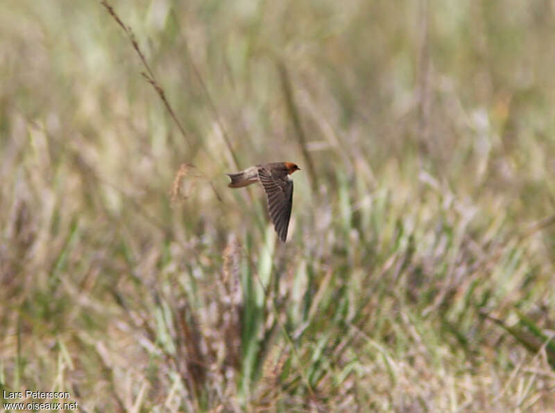 Tawny-headed Swallowadult, Flight