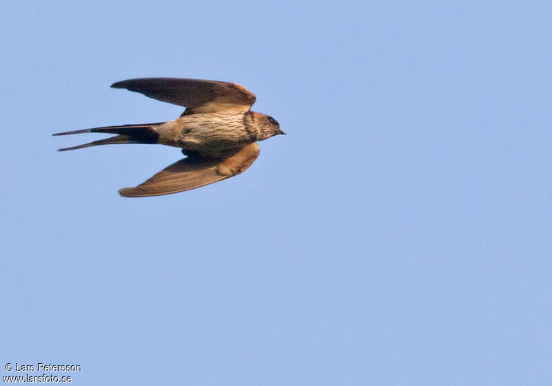 European Red-rumped Swallow