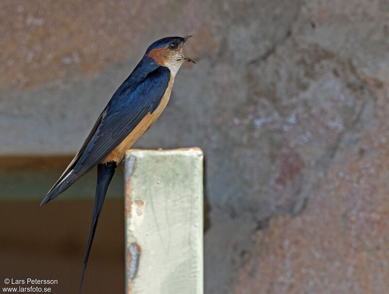 European Red-rumped Swallow