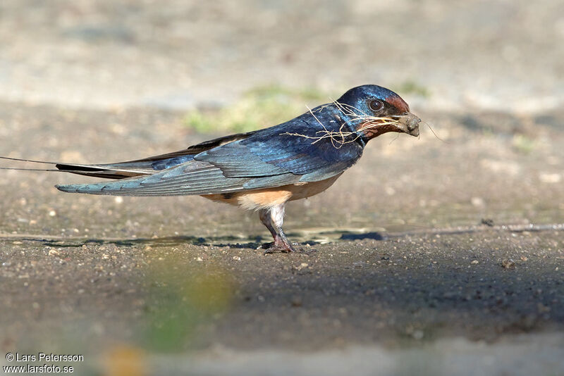 Hirondelle rustique