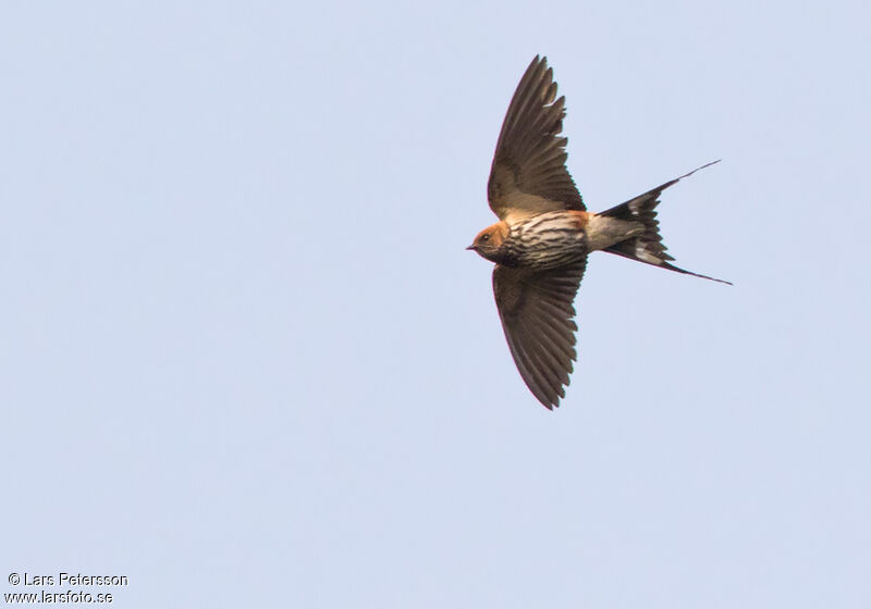 Lesser Striped Swallow