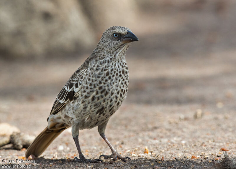 Rufous-tailed Weaver