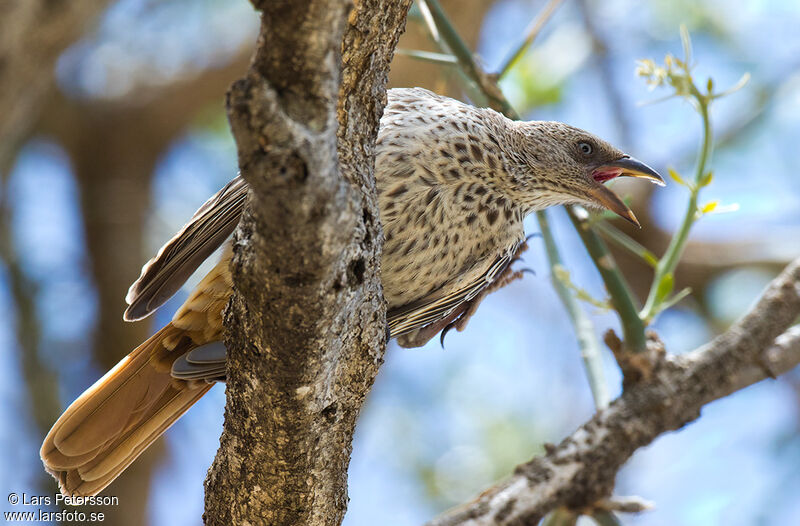 Rufous-tailed Weaver