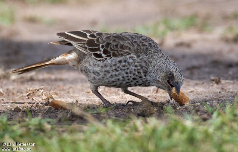 Rufous-tailed Weaver