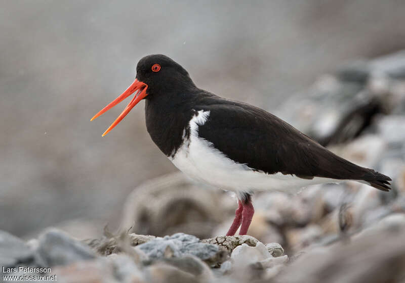 Chatham Islands Oystercatcheradult