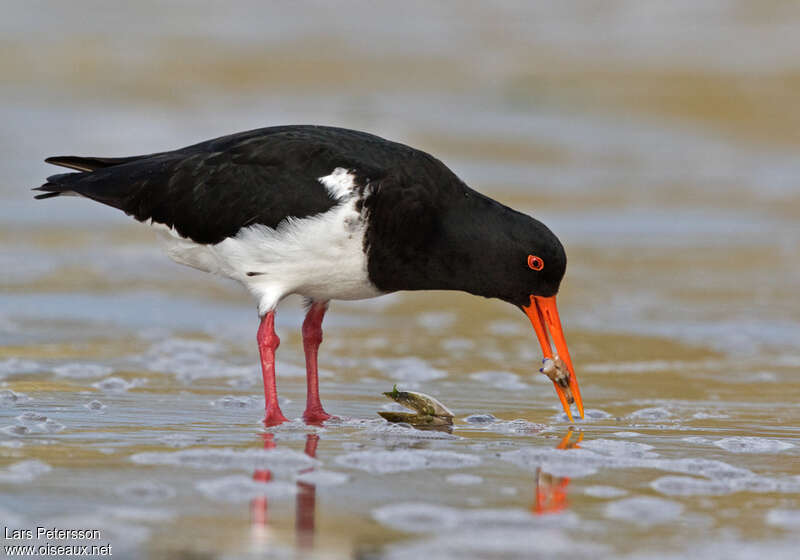 Chatham Islands Oystercatcher, feeding habits