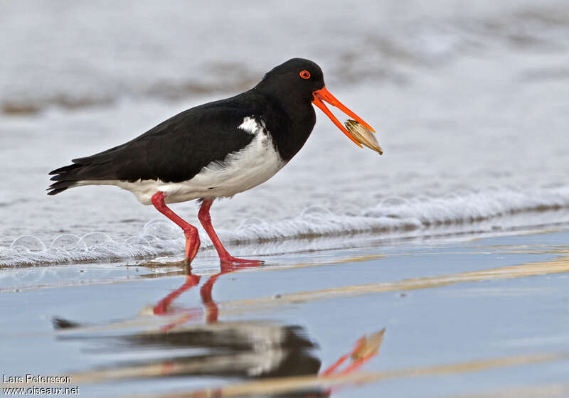 Chatham Oystercatcheradult, feeding habits