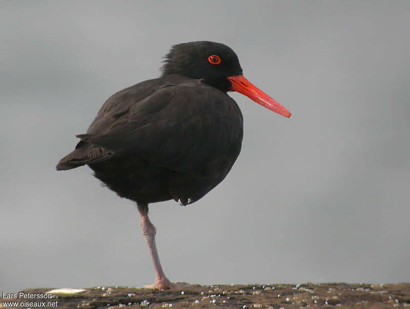 Sooty Oystercatcheradult, Behaviour