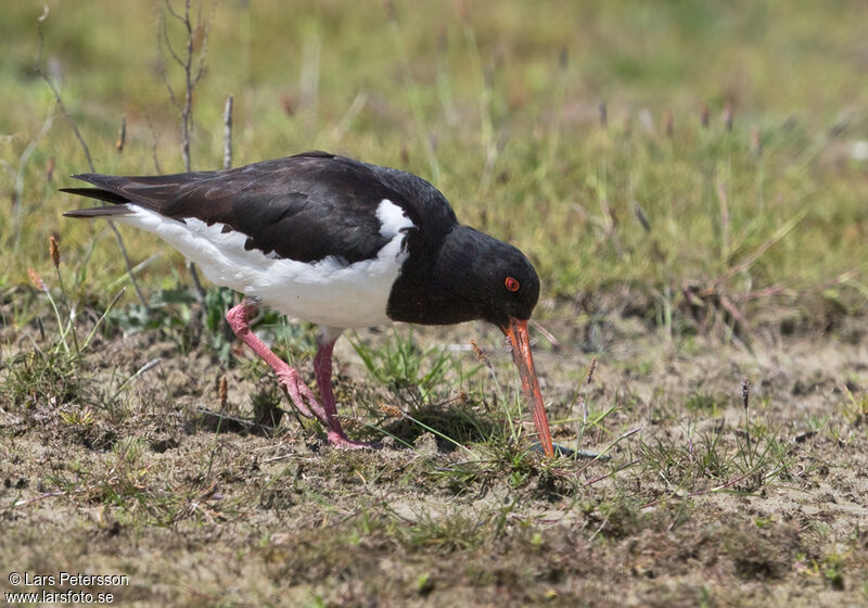 Eurasian Oystercatcher