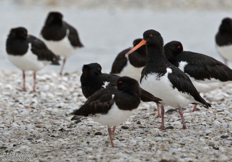 Eurasian Oystercatcher