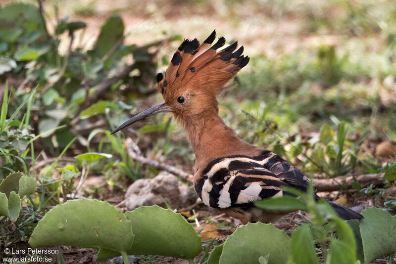 Eurasian Hoopoe