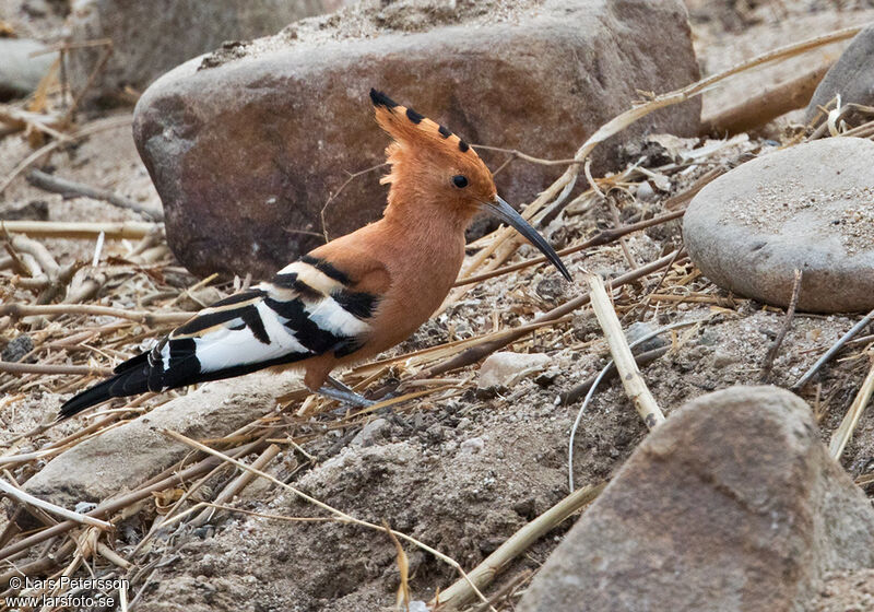 Eurasian Hoopoe