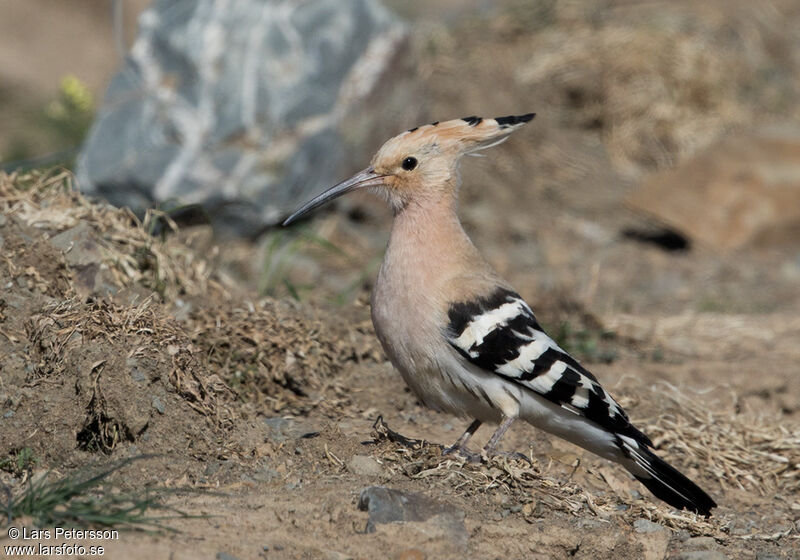 Eurasian Hoopoe