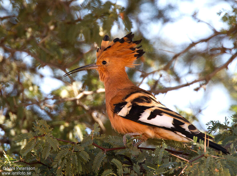 Eurasian Hoopoe