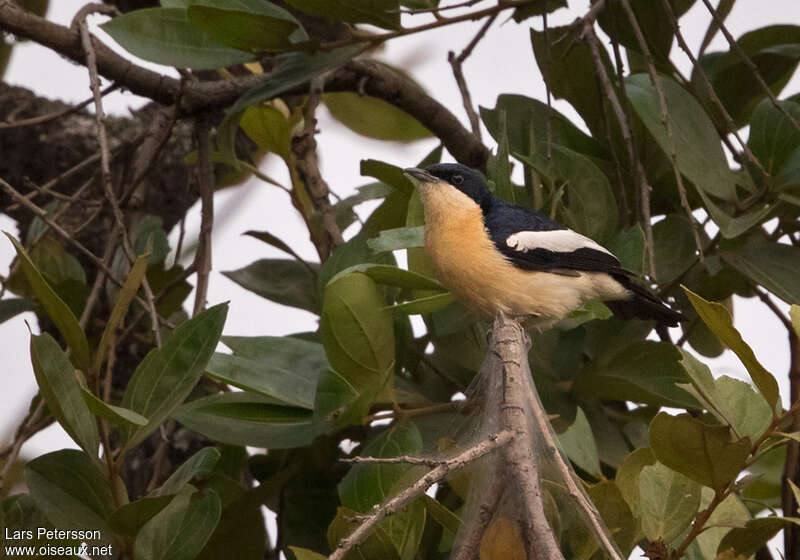 Hyliote à ventre jaune