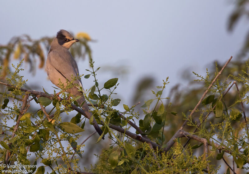 Hypocolius gris