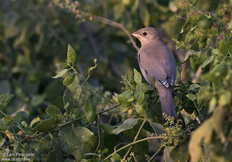 Grey Hypocolius