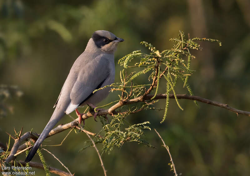 Hypocolius gris mâle adulte, identification