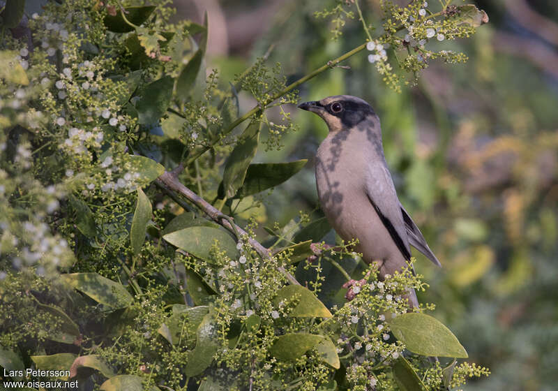 Grey Hypocolius male adult, feeding habits