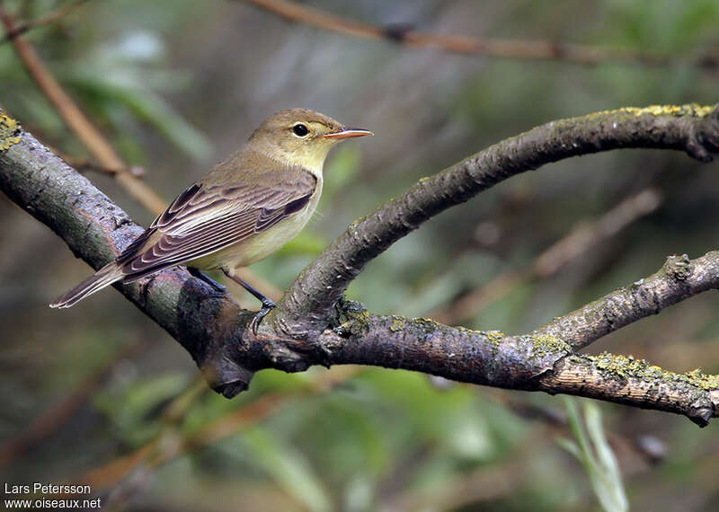 Icterine Warbleradult, identification