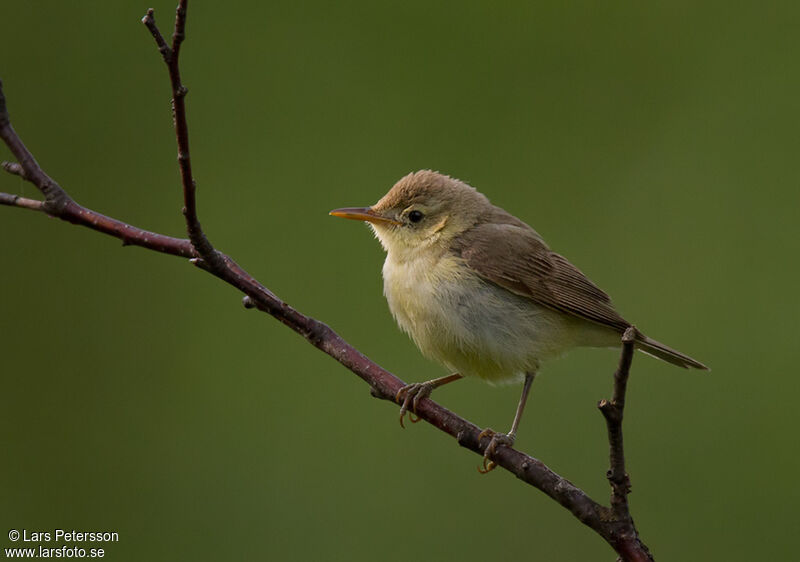 Melodious Warbler