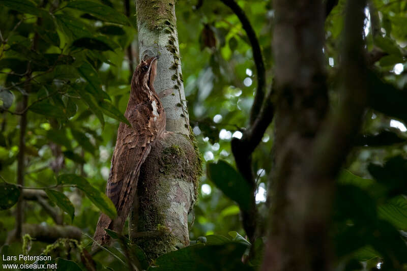 Long-tailed Potooadult, identification