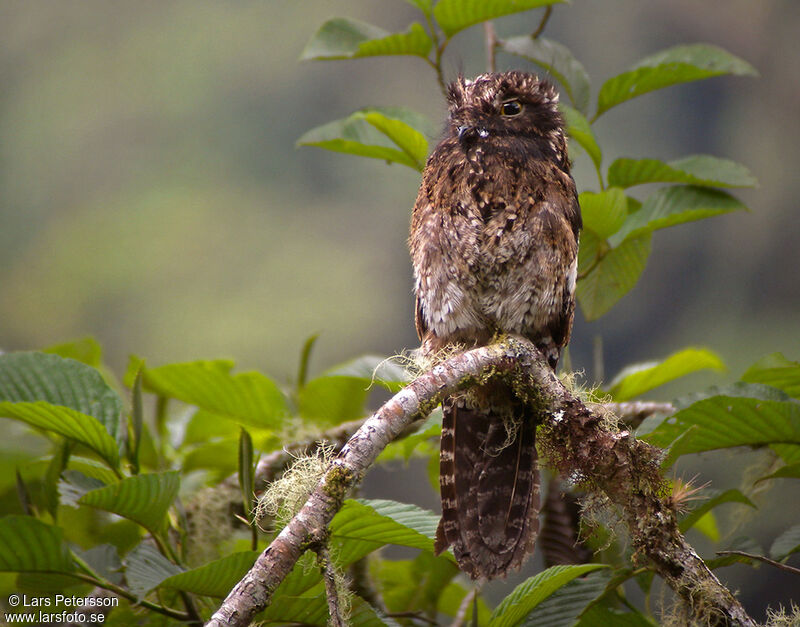 Andean Potoo