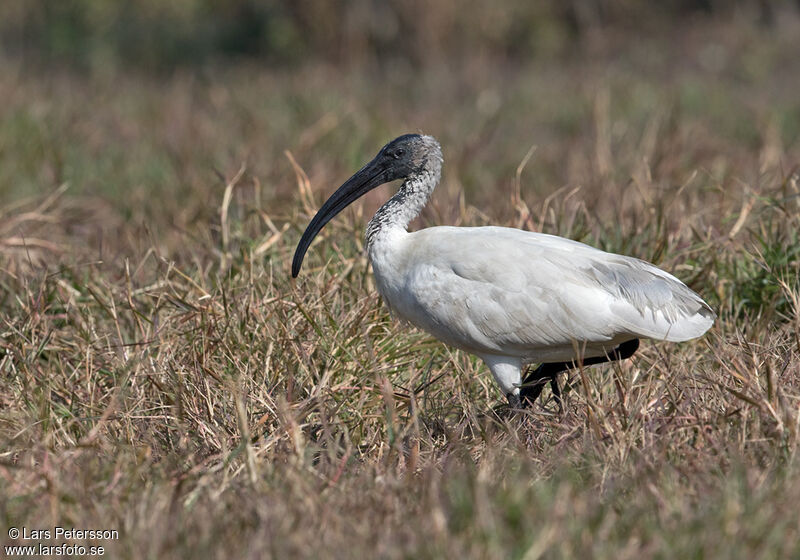 Ibis à tête noire