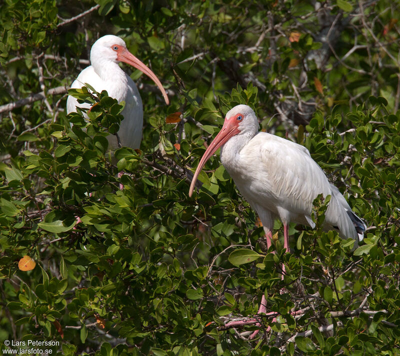 Ibis blanc