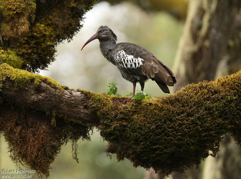 Ibis caronculé