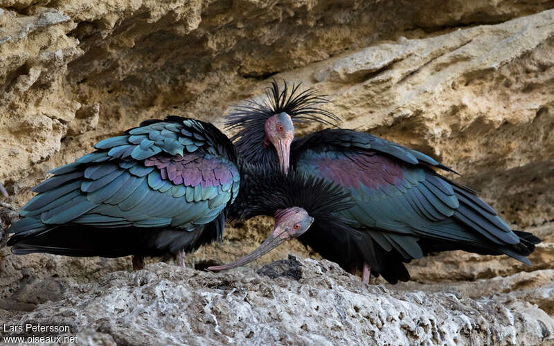 Northern Bald Ibisadult, pigmentation, Reproduction-nesting