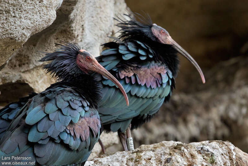 Northern Bald Ibisadult, pigmentation