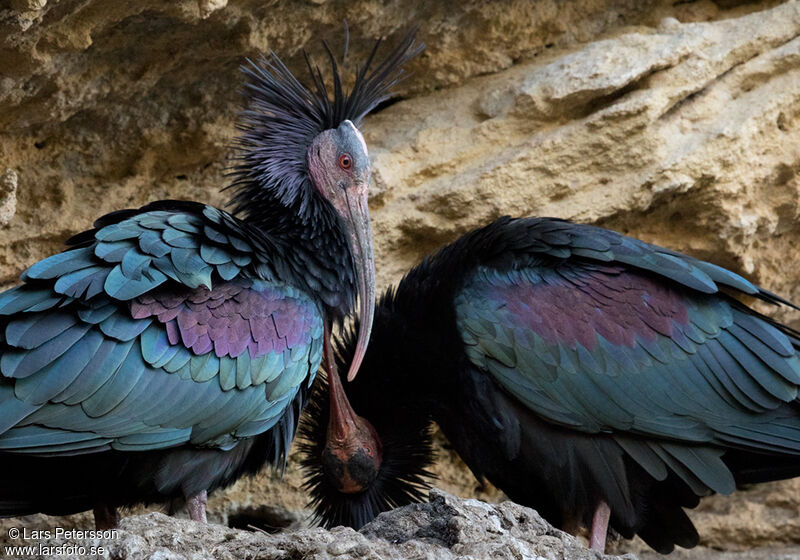 Northern Bald Ibis