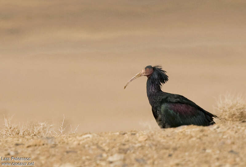 Ibis chauveadulte, habitat, pigmentation