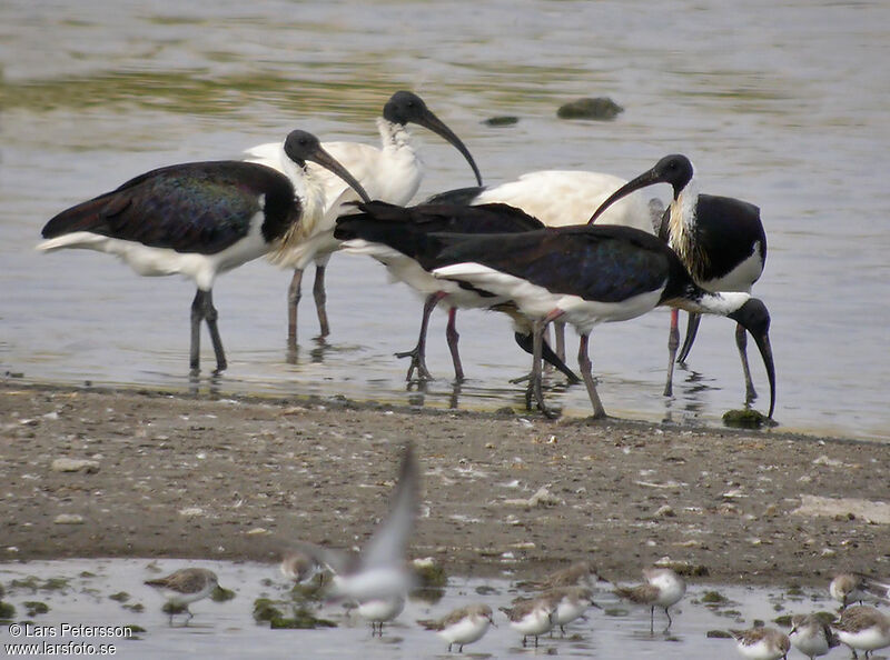 Ibis d'Australie